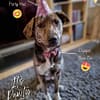 Super Cute Party Hat Pawty Time Birthday Box