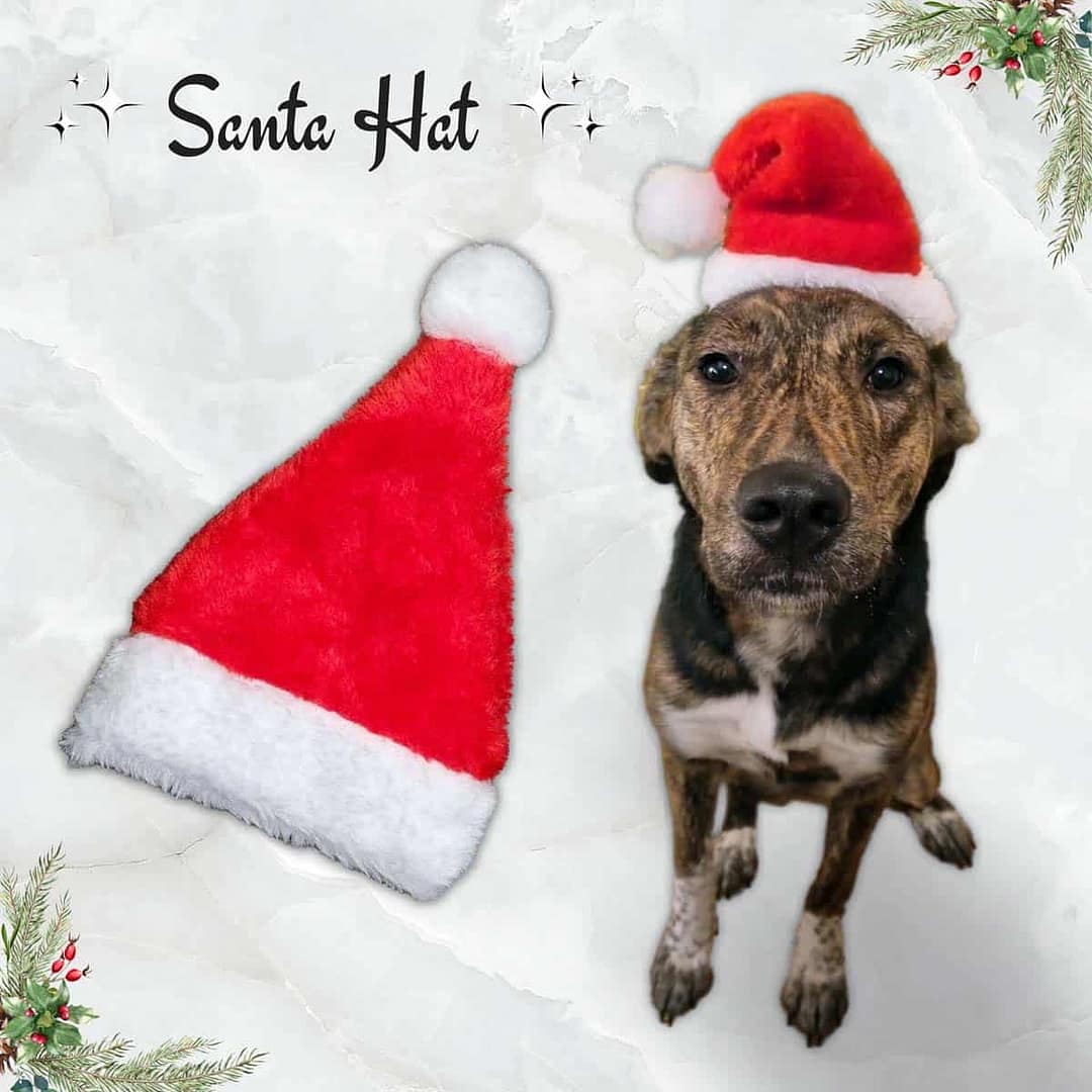 Santa Hat - 001 Sq Santa Hat