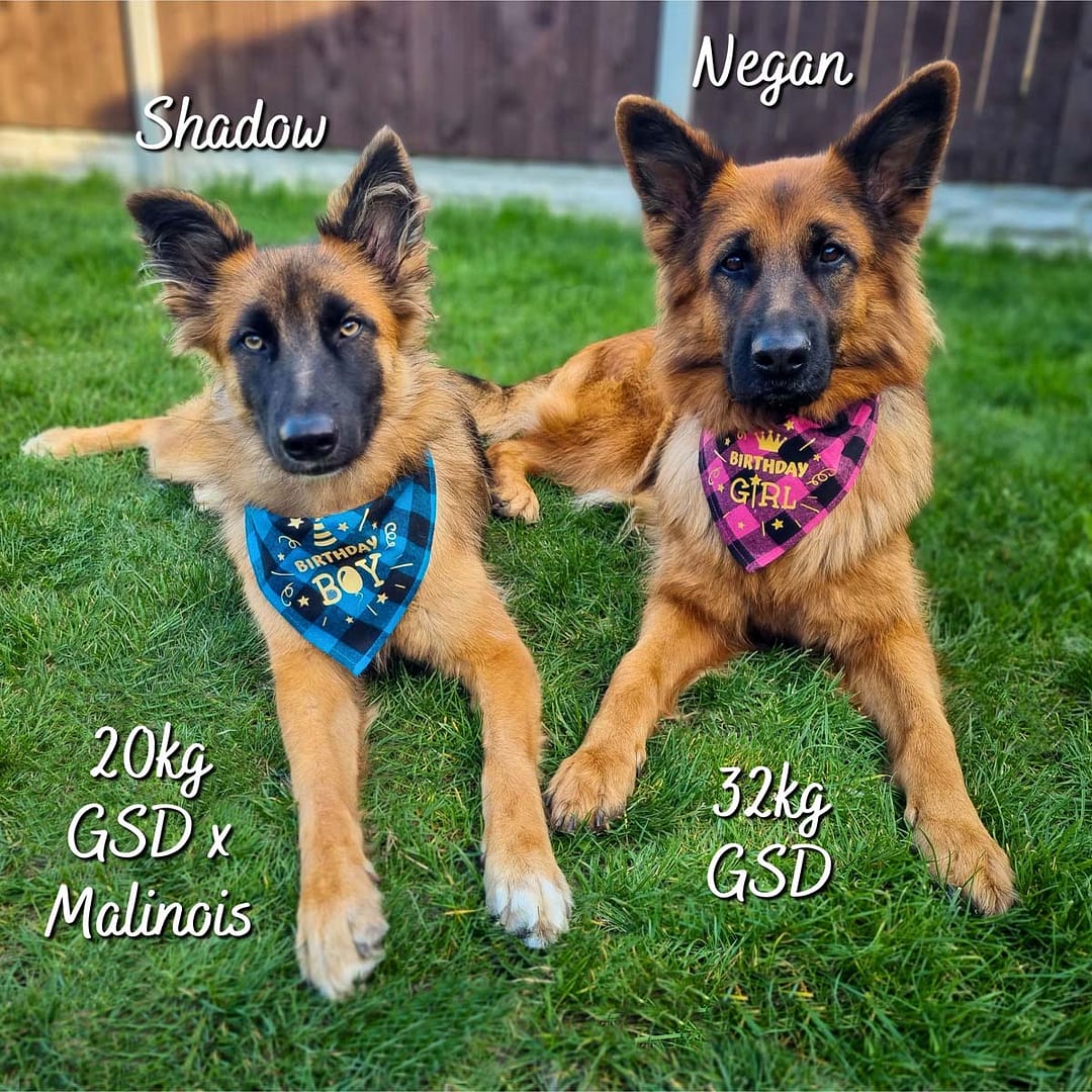Shadow - 1 Birthday Bandana