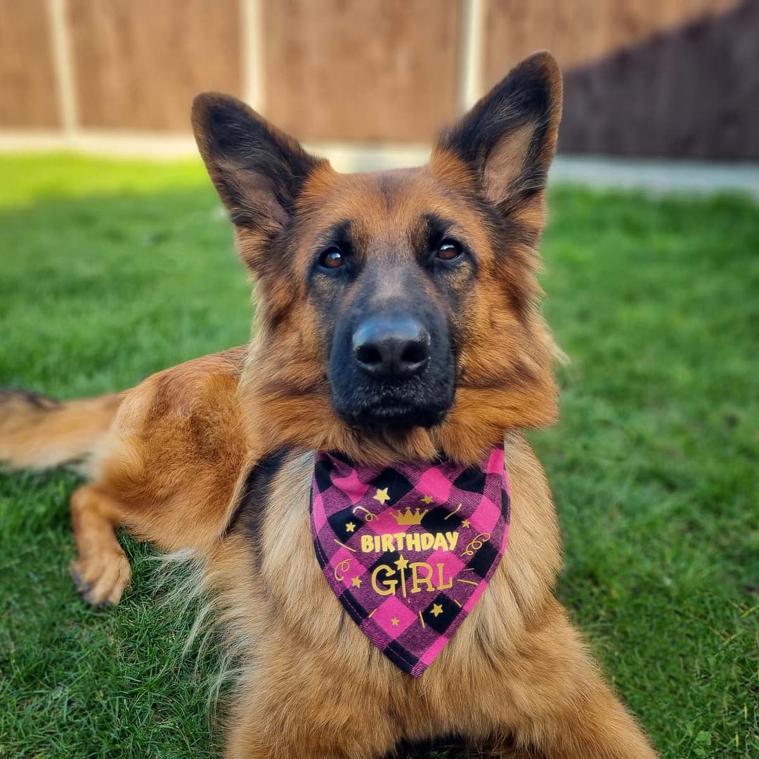 Birthday Bandana - 007 Birthday Bandana