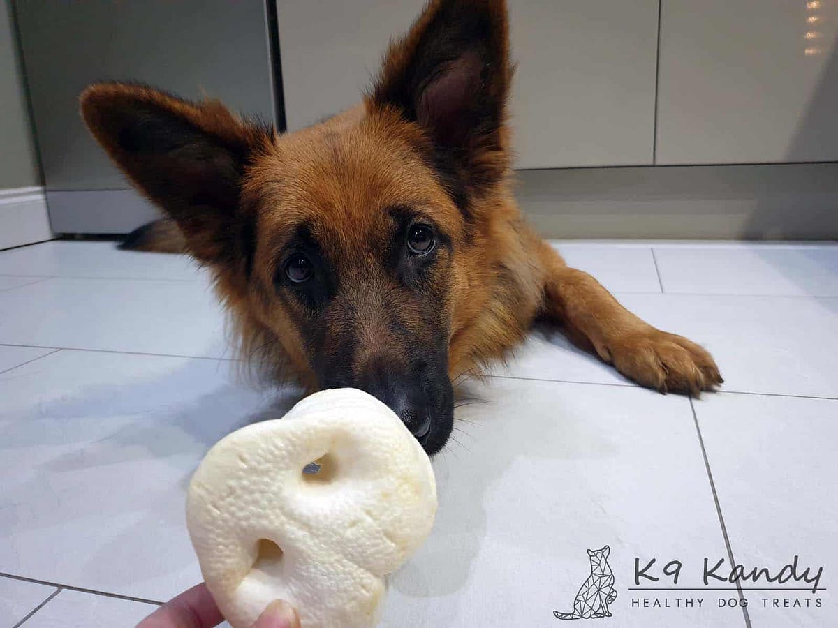 Puffed Pig Snout - 002a Puffed Pig Snout