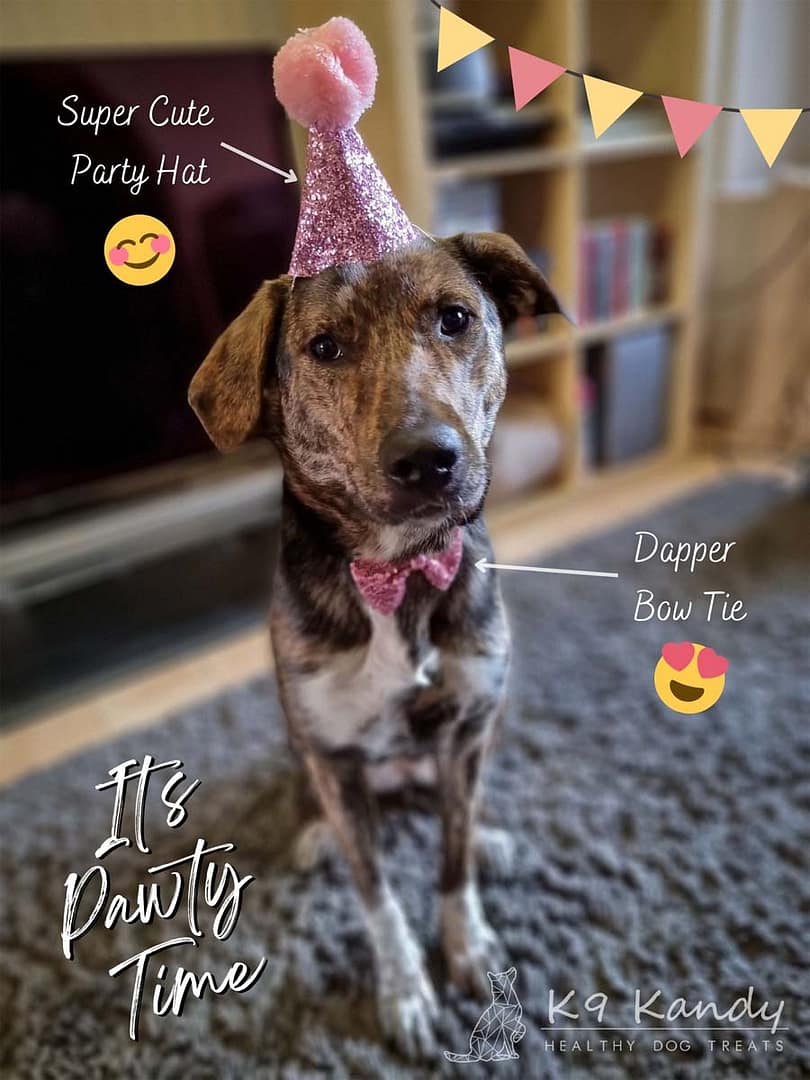 Super Cute Party Hat Pawty Time Birthday Box
